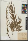 Foto von Salix purpurea L. x Salix viminalis L.